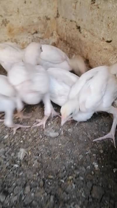 Heera chicks 2000 per piece final