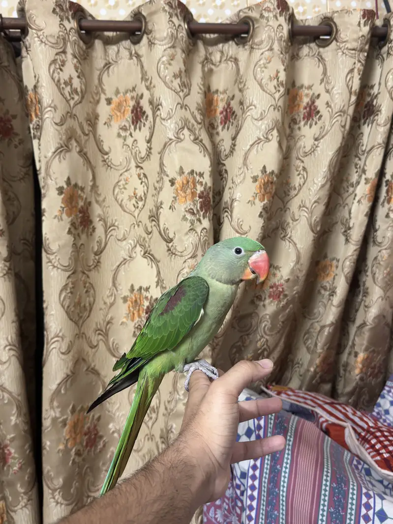 Rah parrot