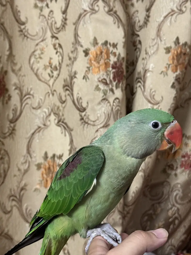 Rah parrot — photo 2