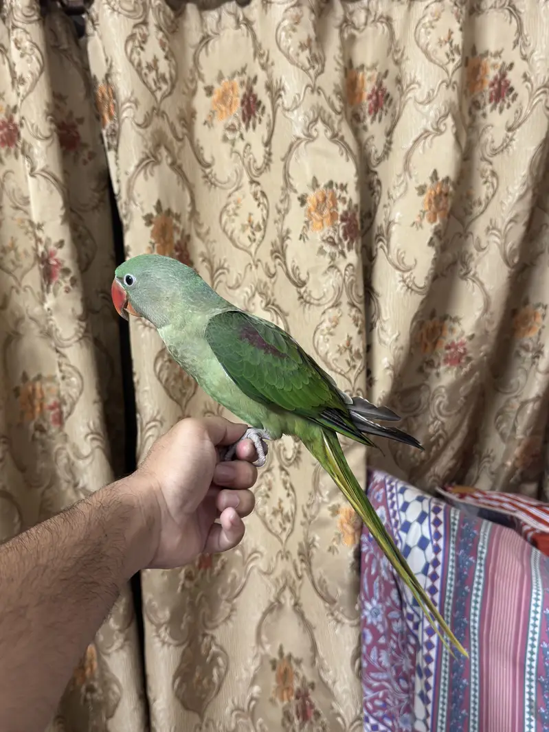Rah parrot — photo 4
