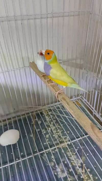 Lutino Goldian Red Eye Breeder pair