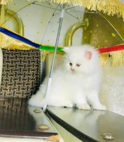 Persian cat 2month vaccinated