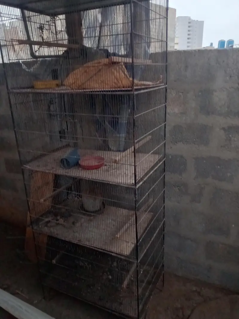 cage for birds