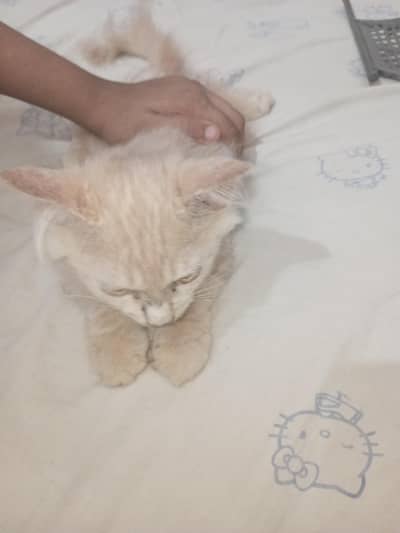 Persian kittens available for sale