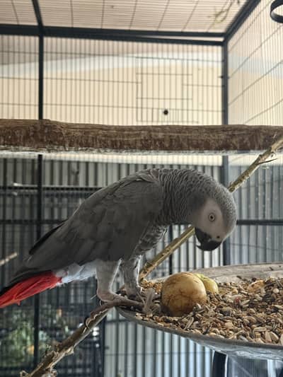 Grey Parrot Male semi Tamed
