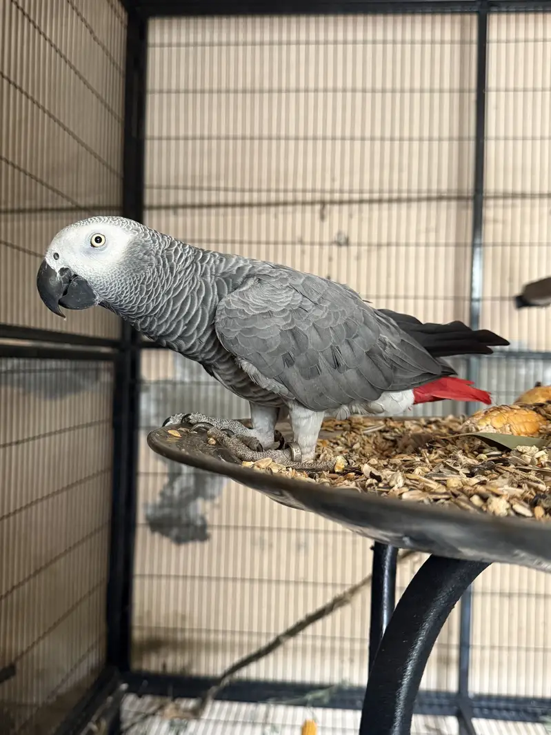 Grey Parrot Male semi Tamed — photo 2