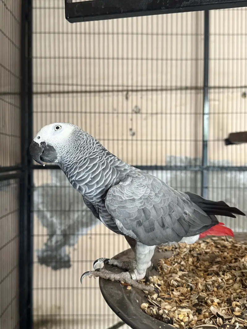 Grey Parrot Male semi Tamed — photo 3