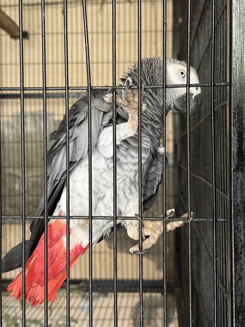 Grey Parrot Male semi Tamed — photo 4
