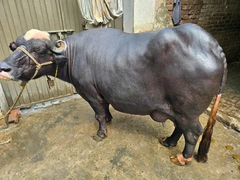 Pure Neli bufflo for sell