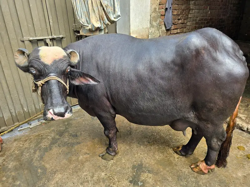 Pure Neli bufflo for sell — photo 2