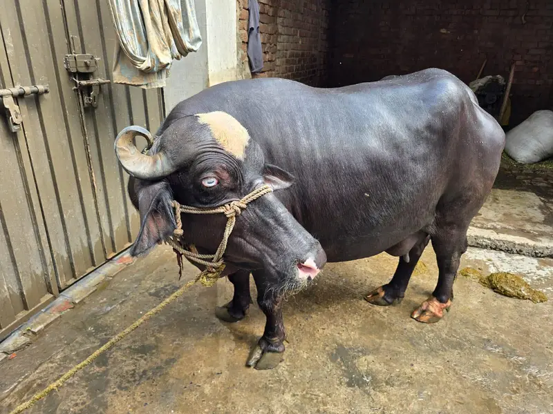 Pure Neli bufflo for sell — photo 3