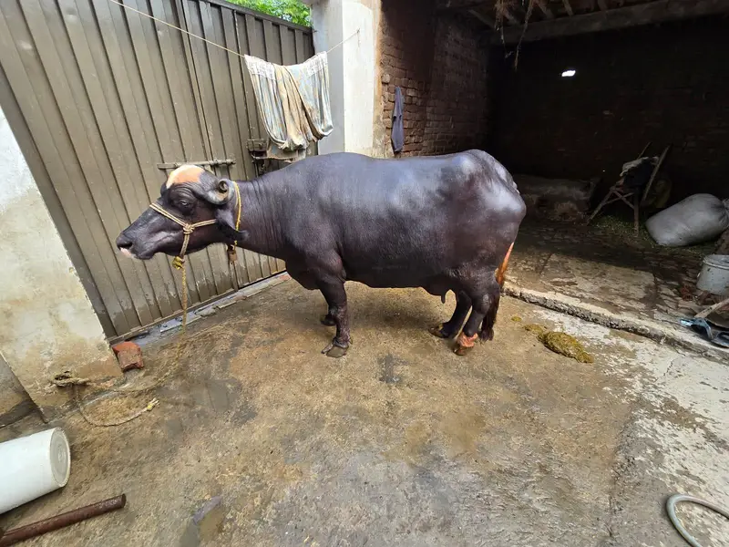 Pure Neli bufflo for sell — photo 4