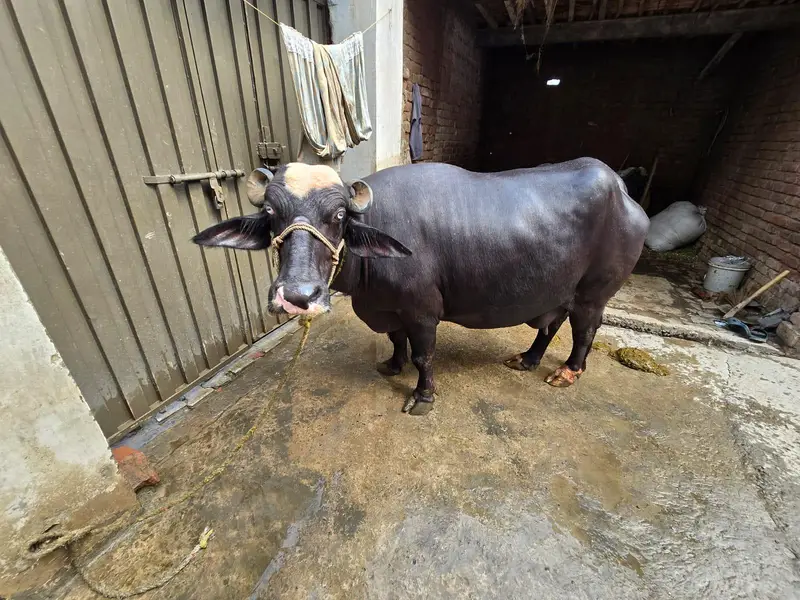 Pure Neli bufflo for sell — photo 5