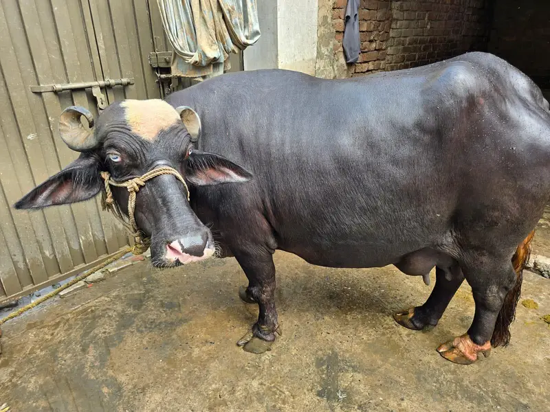 Pure Neli bufflo for sell — photo 6