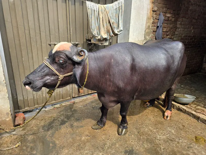 Pure Neli bufflo for sell — photo 7