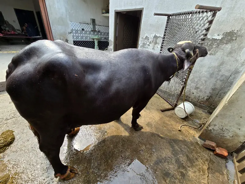 Pure Neli bufflo for sell — photo 8