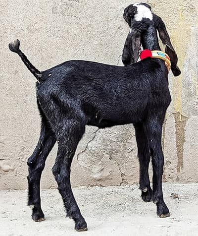 Amratsar Beetal Female