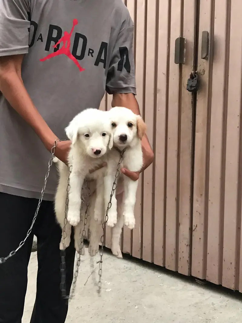 I am selling  my dog urgent — photo 3