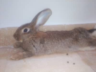 Healthy Rabbits & Cute Bunnies for Sale in Islamabad