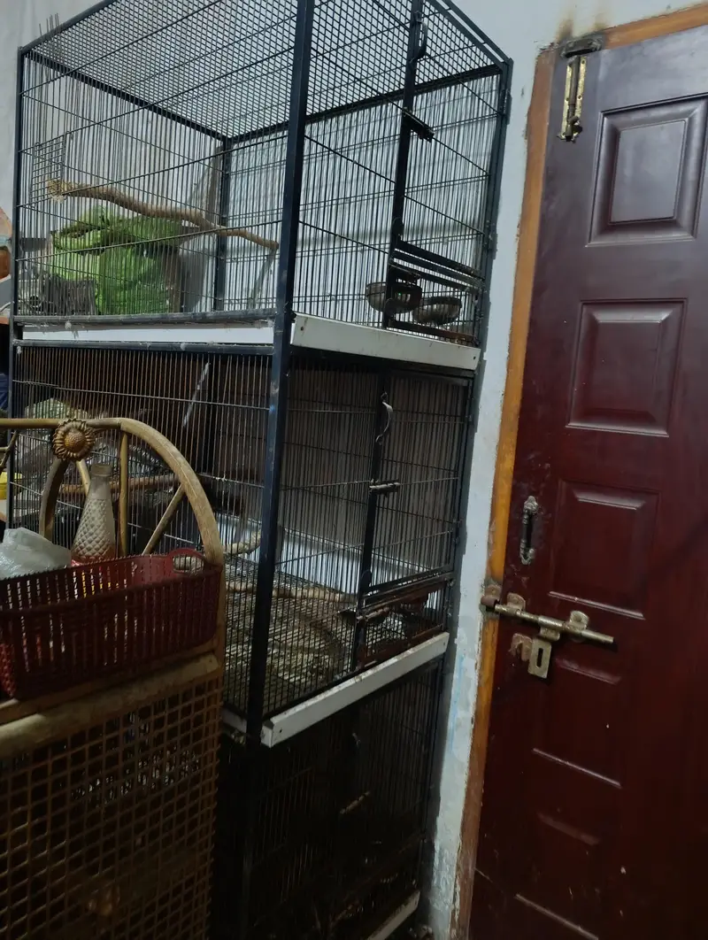 Cage for conure