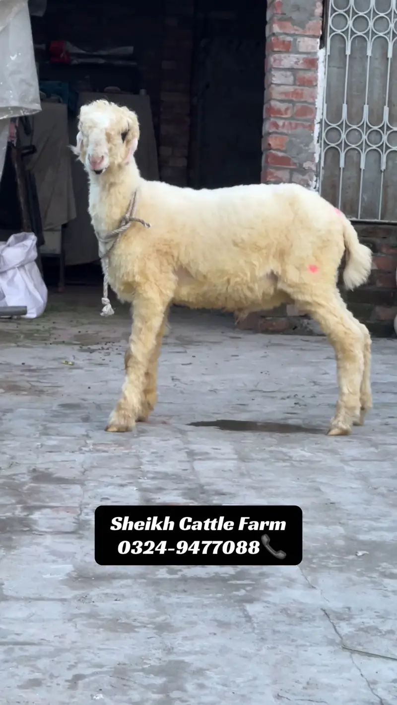Pure Lakha Mundra For Sale