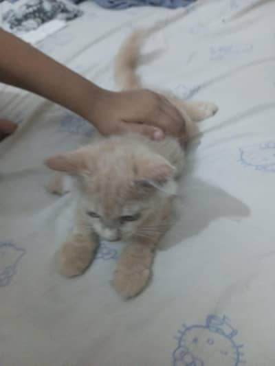 persian kittens avaliable for sale