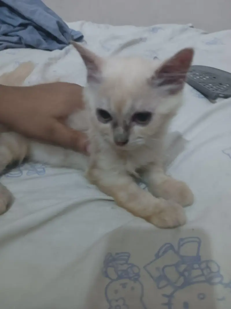 persian kittens avaliable for sale — photo 2