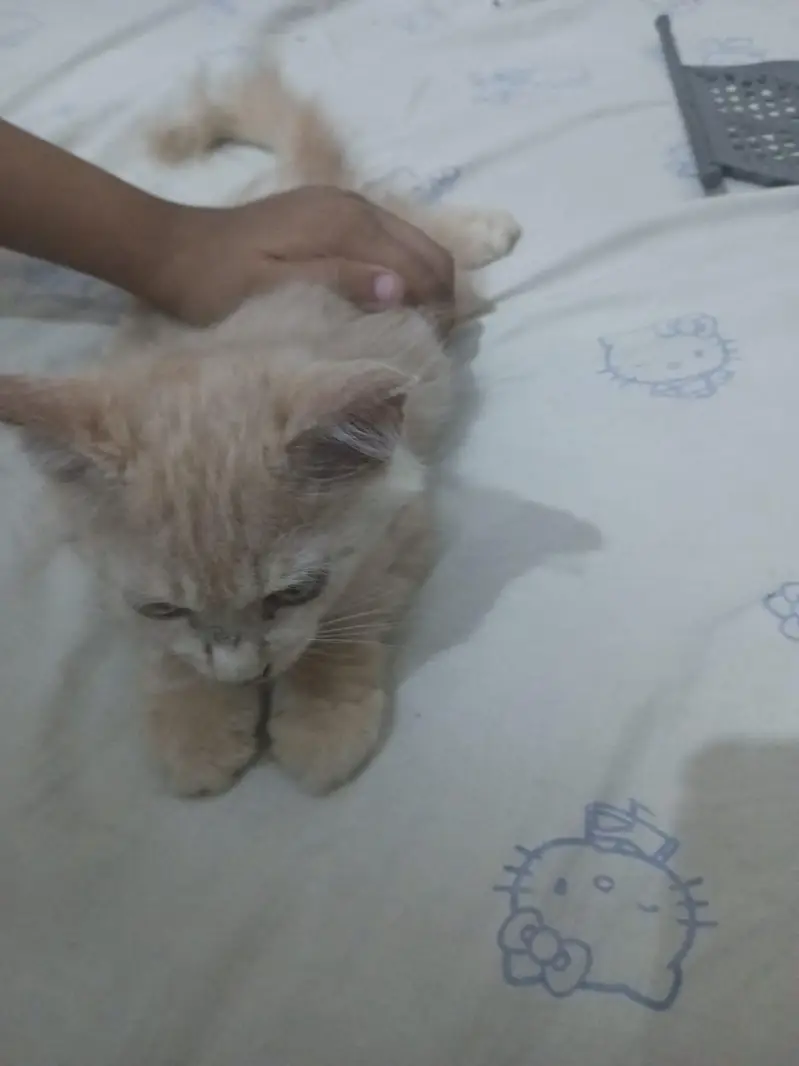 persian kittens avaliable for sale — photo 3
