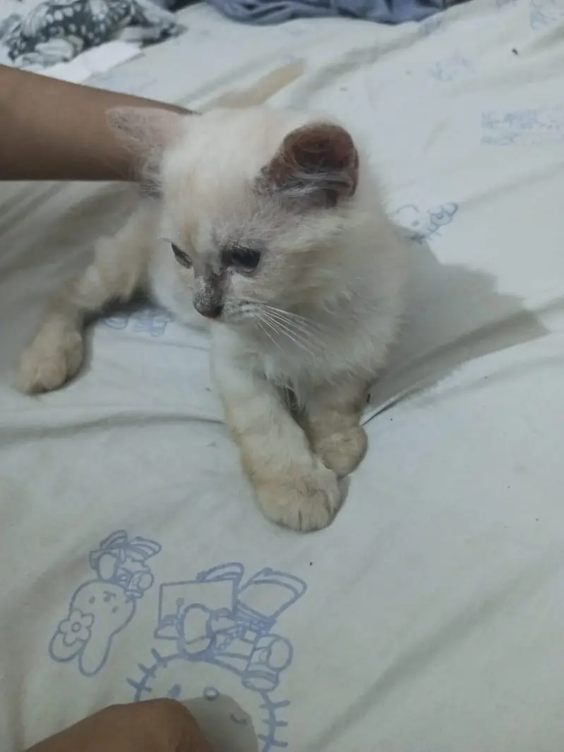 persian kittens avaliable for sale — photo 4