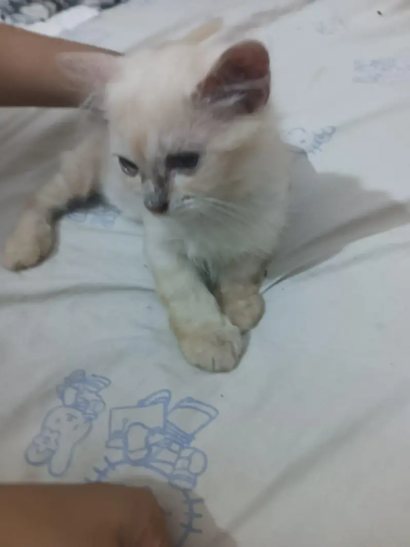 persian kittens avaliable for sale — photo 5