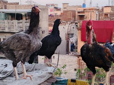 Aseel pair one male and 2 females healthy and active breeder pair