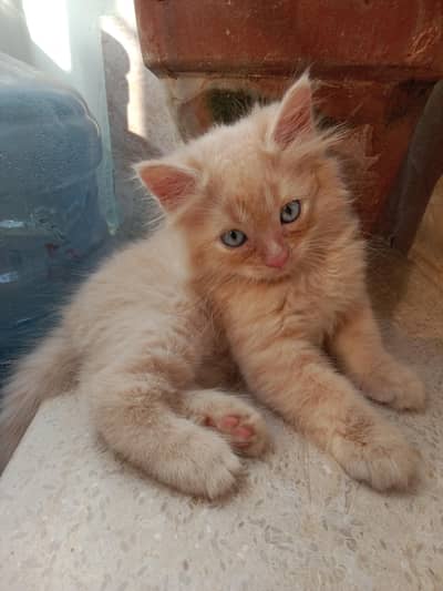 Kitten