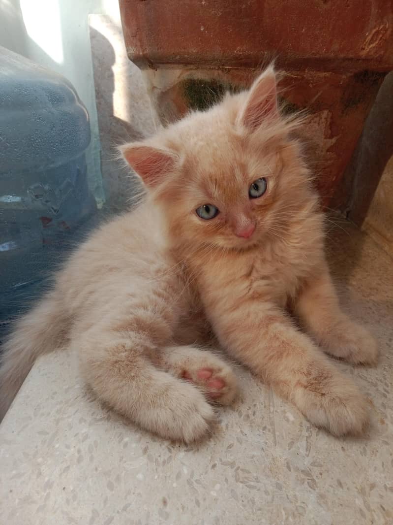Kitten 0