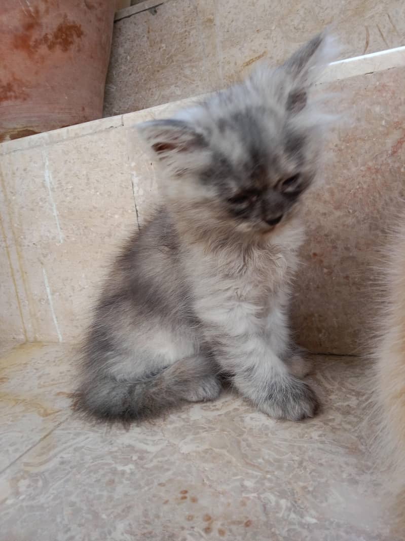 Kitten 1