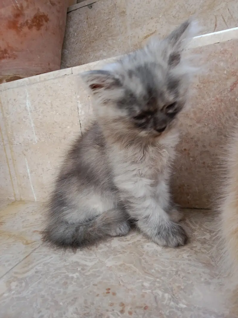 Kitten — photo 2