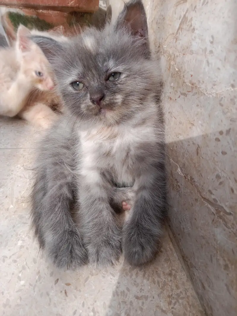 Kitten — photo 3