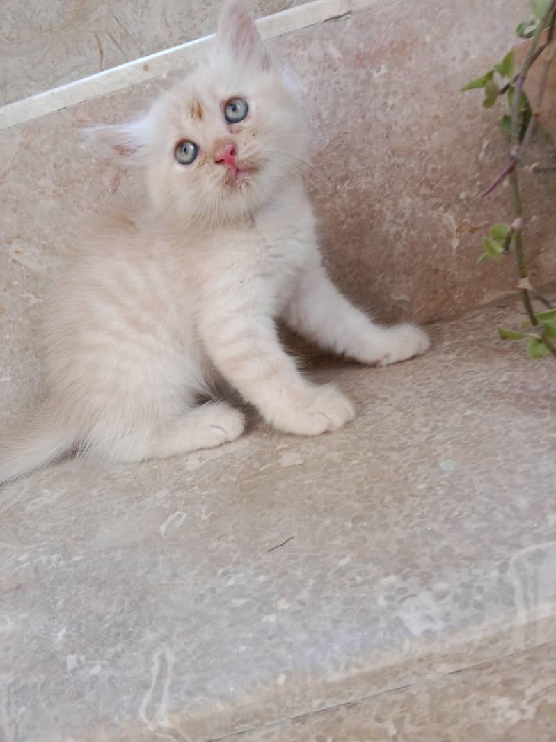 Kitten 3