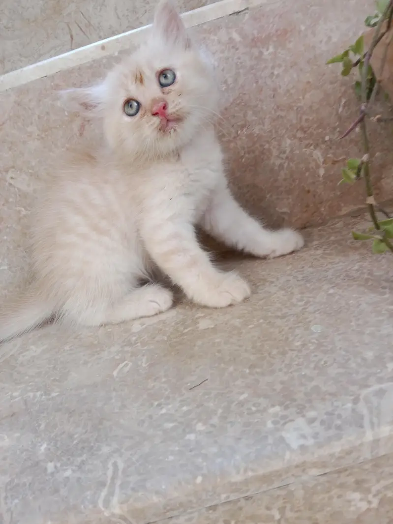 Kitten — photo 4