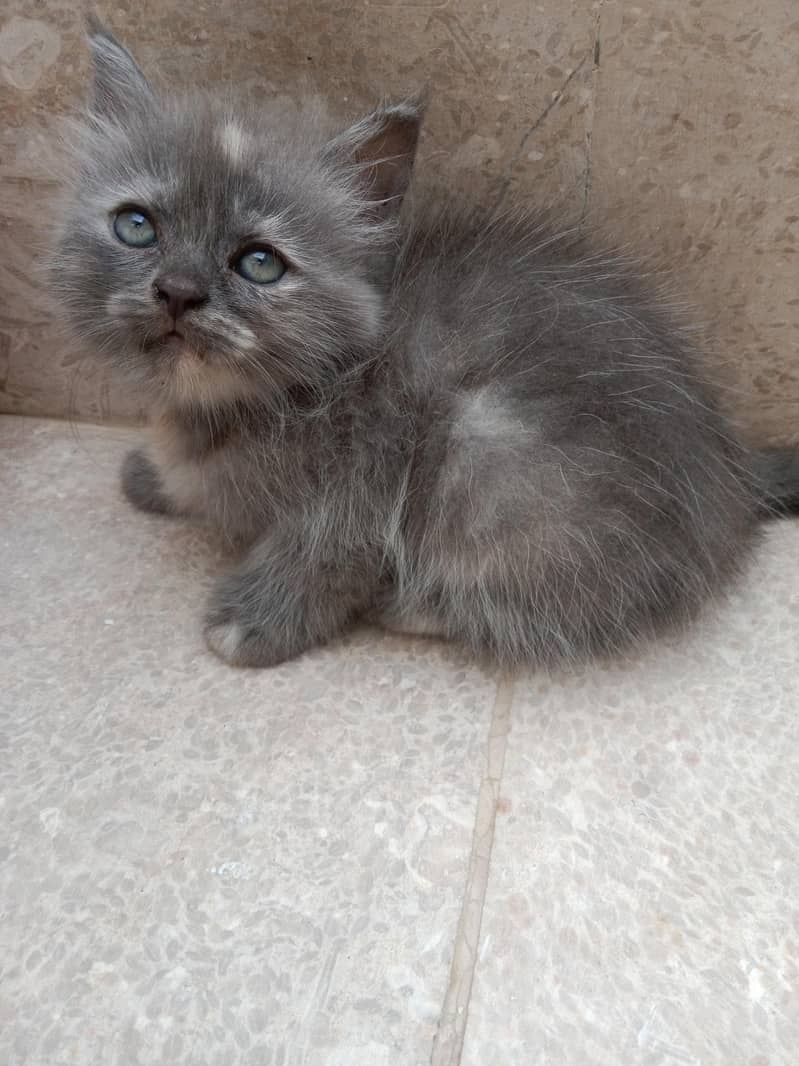 Kitten 4