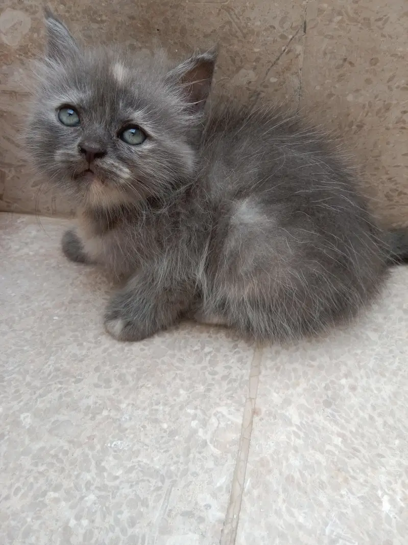 Kitten — photo 5