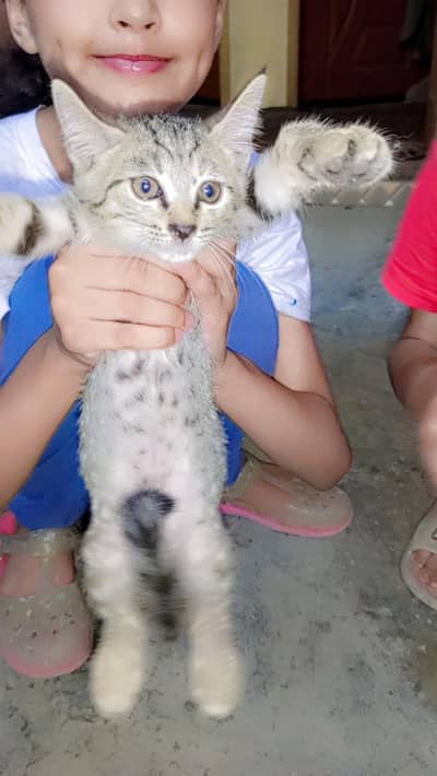 kitten