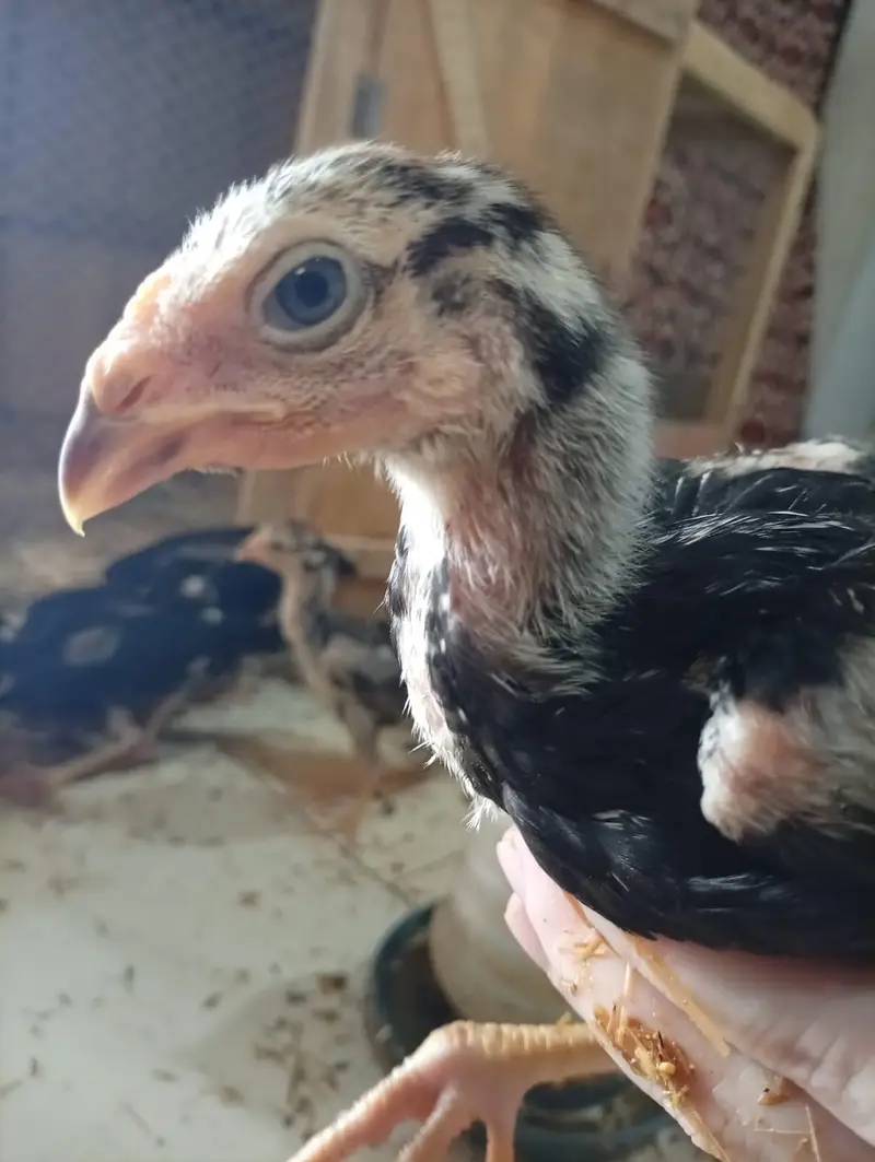Black German Shamo Chicks — photo 4