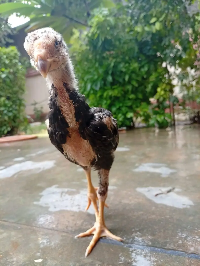 Black German Shamo Chicks — photo 7