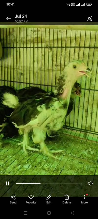 Bantam chicks