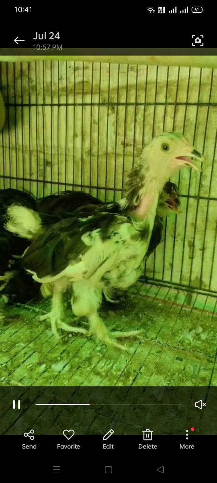 Bantam chicks 0