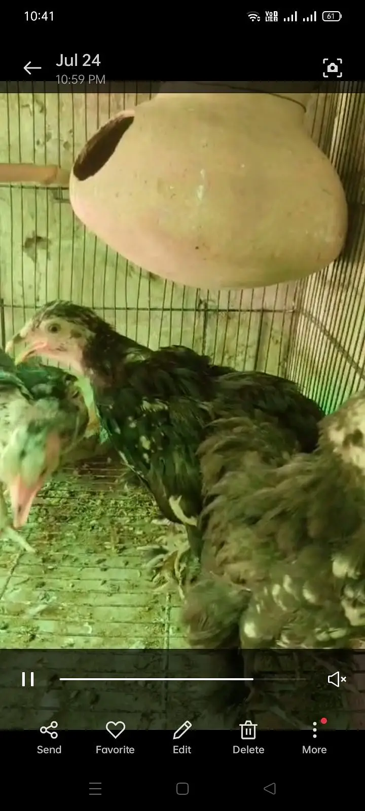 Bantam chicks — photo 2