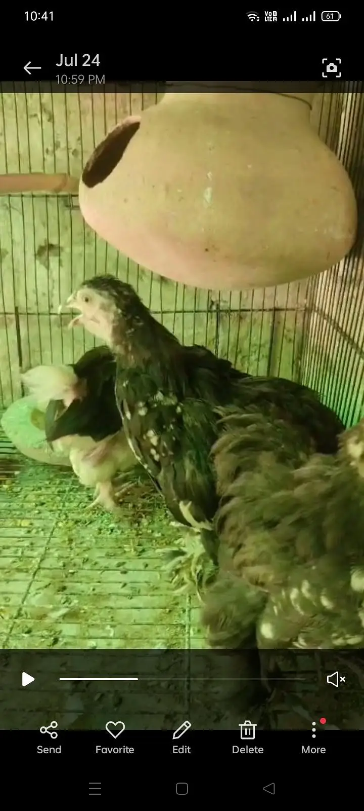 Bantam chicks — photo 3