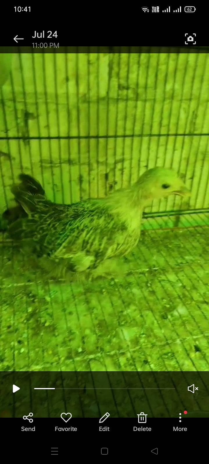 Bantam chicks 3