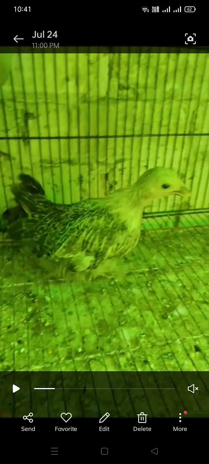 Bantam chicks — photo 4
