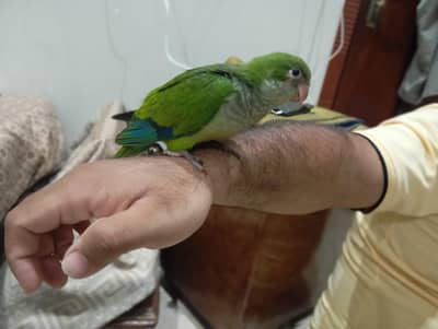 Monk/Quaker parrot for sale 4months self ,hand tamed